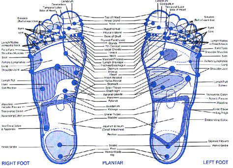 30 Free Printable Foot Reflexology Charts
