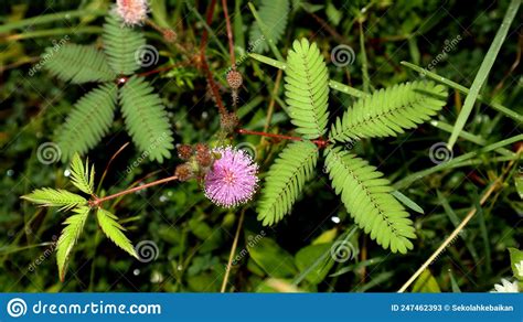 Mimosa Pudica Sensitive Plant Mimosa Pudica The Compound Leaves Fold