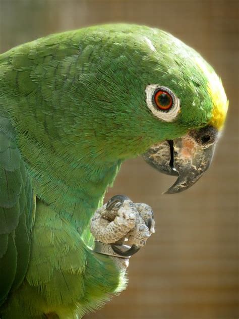 Parrot Encyclopedia Yellow Crowned Amazon World Parrot Trust