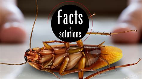 A Guide To Cockroach Control At Home Cockroach Facts