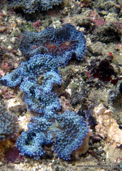 Royal Blue Ricordia Florida Keys Marine Life