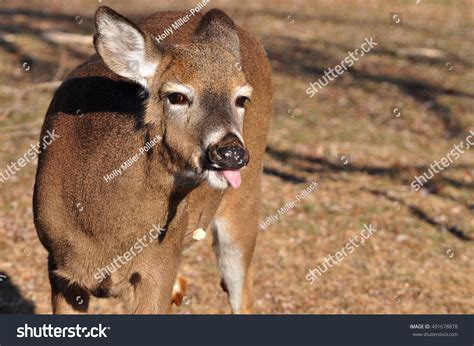 Deer Laughing Stock Photo 491678878 Shutterstock