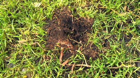 Raccoon Damage Is Often Confused For Gopher Or Mole Damage Youtube