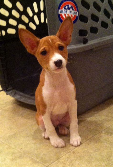 4 Months Old Special Basenji Dog Puppy For Sale Or Adoption Near Me