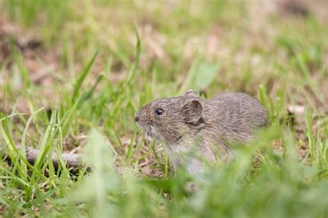 The Striped Field Mouse Stock Photo Image Of Fauna 146848514