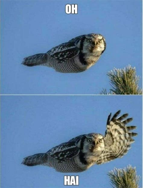 Just 25 Of The Cutest Owl Memes To Brighten Your Day Funny Animal