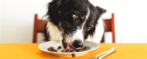 Can Dogs Eat Canned Tuna Fish The Ultimate Guide Vet Advises
