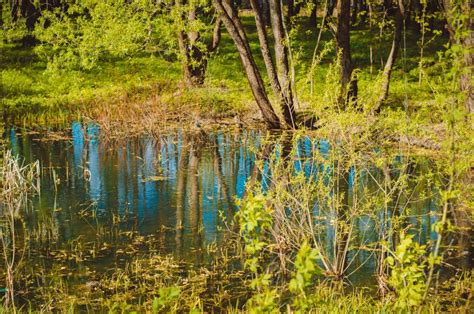 Small Pond In The Forest And Reflections Of The Tree On The Surface Of