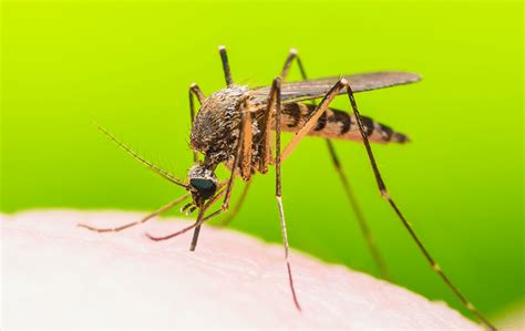 Mosquito Identification In Jacksonville Fl Lindsey Pest Services