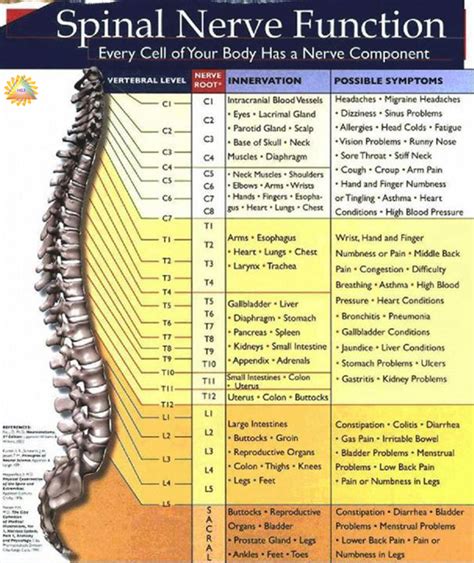 Spine Chart With Numbers