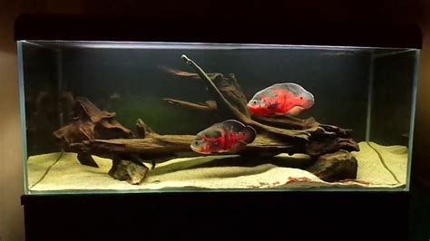 Oscar Fish Astronotus Ocellatus 450l Tank Youtube