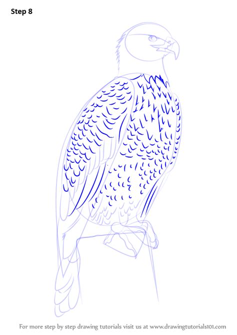 I have a ton of trouble placing the chest and paws on the rest of the body and references really don't help at all. Learn How to Draw Bald Eagle Full Body (Bird of prey) Step by Step : Drawing Tutorials