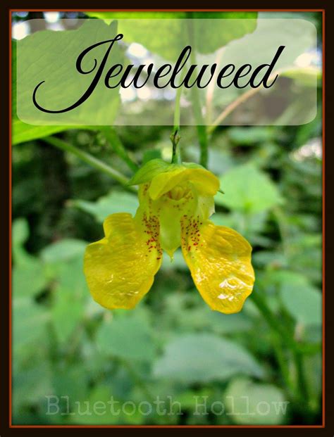 Wednesdays Wildflower Jewelweed Wild Flowers Witch Garden