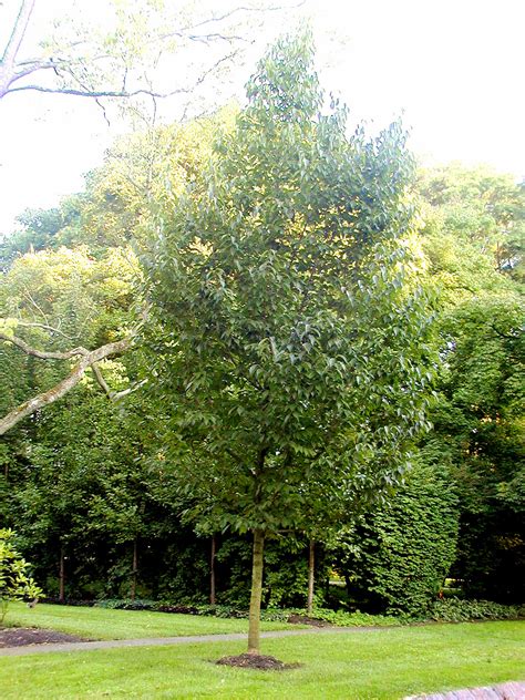 Eucommia Ulmoides Hardy Rubber Tree