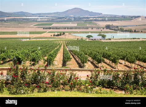 Rows Of Grapevines At Expansive Vineyard Located In The Slops Of Paarl