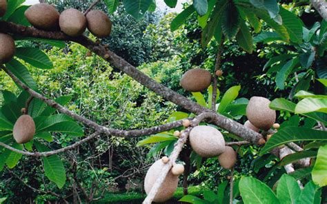 Tropical Fruit Trees Mamey