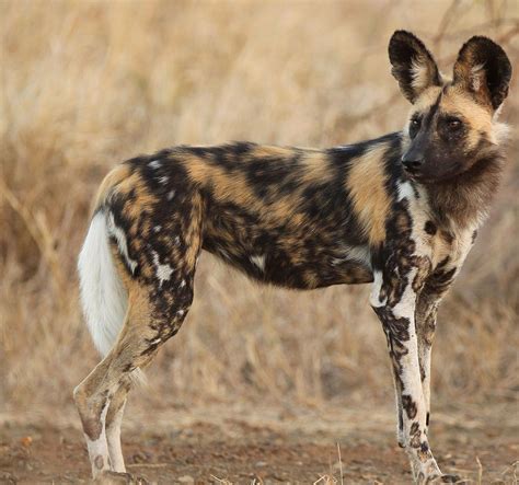 African Wild Dog Wallpapers Wallpaper Cave