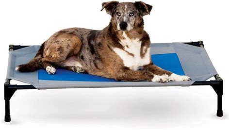 The 5 Best Elevated Dog Beds For Large Breeds Dogvills