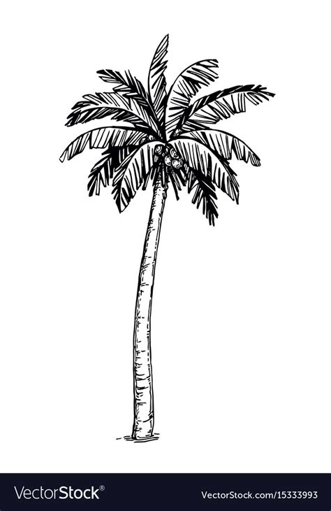 All original artworks are the property of vector4free.com. Coconut palm tree Royalty Free Vector Image - VectorStock