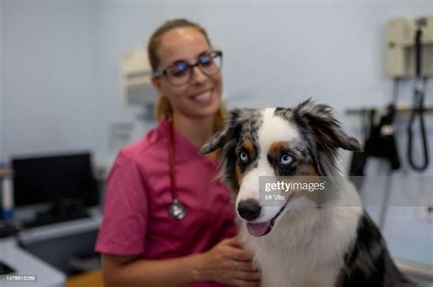 Dog Being Examined By A Veterinarian High Res Stock Photo Getty Images
