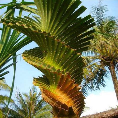20 Seeds Perennial Plant Palm Tropical Cycas Seed Garden Rare Tree