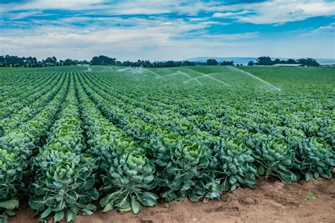 All You Need To Know About The Brussel Sprouts Growing Stages