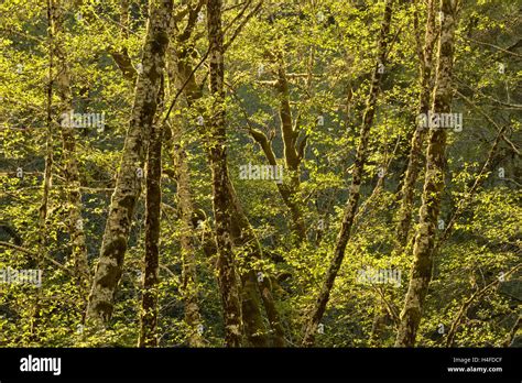 Bosque De Aliso Fotografías E Imágenes De Alta Resolución Alamy