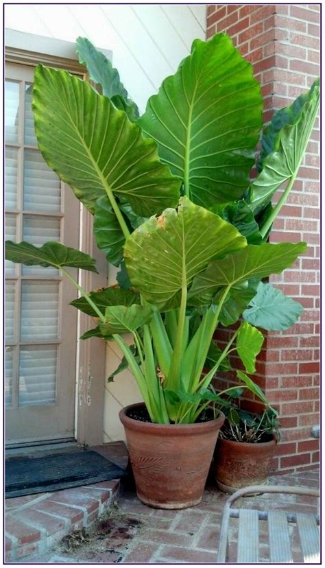 Stunning Front Porch Container Gardening Plant Alocasia Calidora