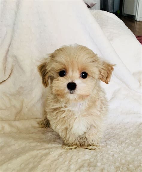 Teacup Yorkie Poo Puppies For Sale In California Pets Lovers