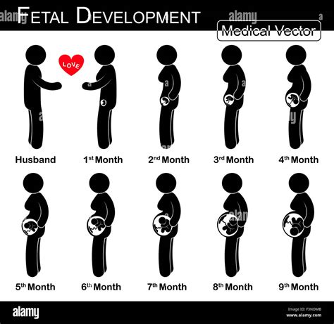 Desarrollo Fetal Mujer Embarazada Y Crecimiento Fetal En El útero