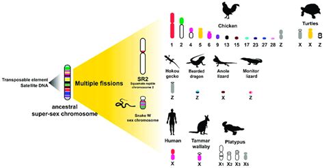 Schematic Representation Of Amniotes Sex Chromosome Evolution