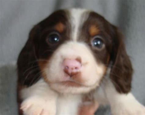 #dachshund puppies lincolnshire #dachshund puppies lincoln #cutest dachshund puppies #dachshund puppies #dachshund puppies brown #dachshund puppies chocolate #dachshund. Mini Dachshund Puppies for Sale in Centerville, Wisconsin ...