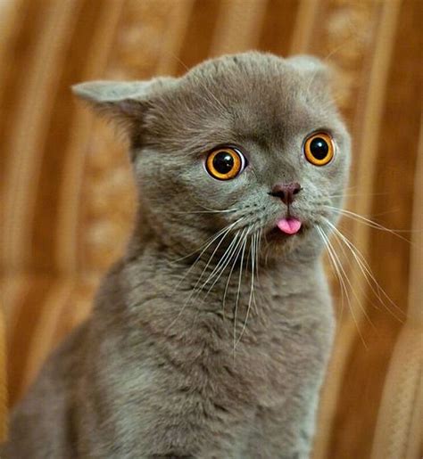 Funniest And Cute Cat Faces Pets Cute And Docile