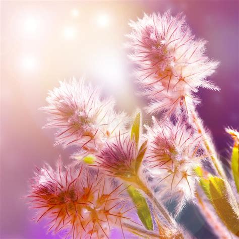 The Magical Image Spring Wildflowers Yellow And Pink Flowers Macro