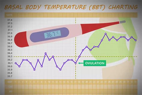 A Guide To Basal Body Temperature And Ovulation Bbt Chart Images And