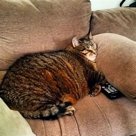 fat cat epidemic 5 signs that your cat is obese catster