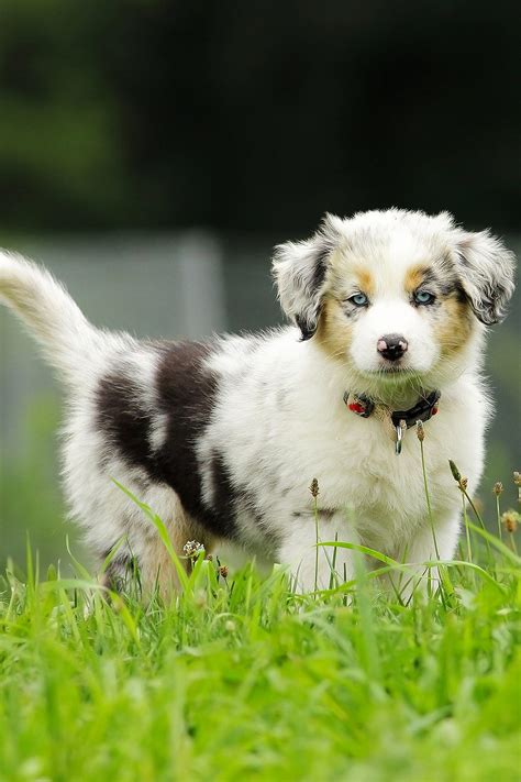 Australian Shepherd Dogs Talk To Dogs