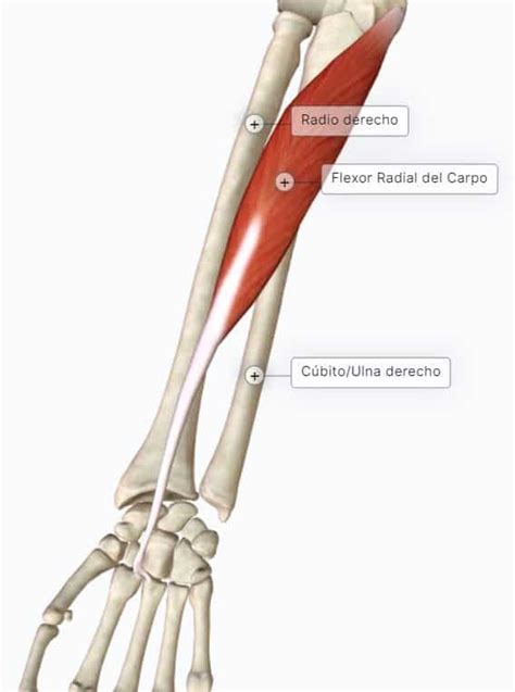 Paine Gillic Respiración Mil Tendinitis Flexor Cubital Del Carpo