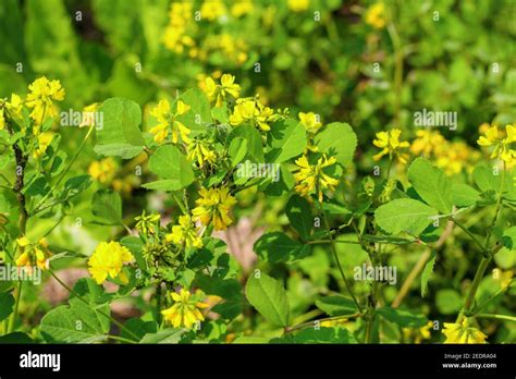 Yellow Plant Of Fenugreek Plant In Field Green Fenugreek Or Methi