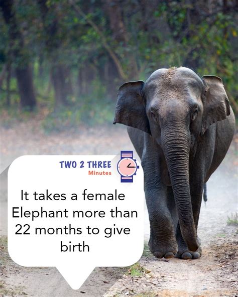 How Long Does An Elephant Take To Give Birth Animal