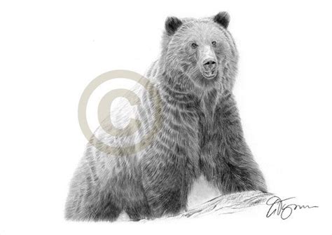 Brown Bear Artwork Pencil Drawing Print Wildlife Art Etsy Bear