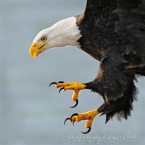 Bald Eagle Close Up With Talons Shetzers Photography