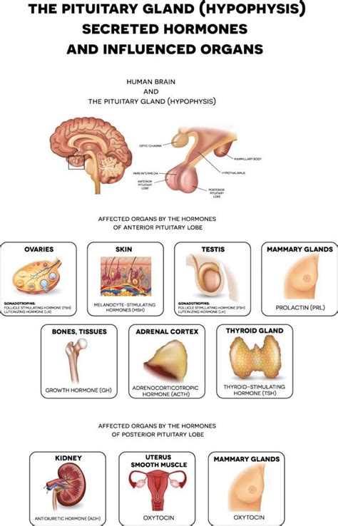 Pituitary Gland Disorders Treated By The Endocrine Associates Of Dallas