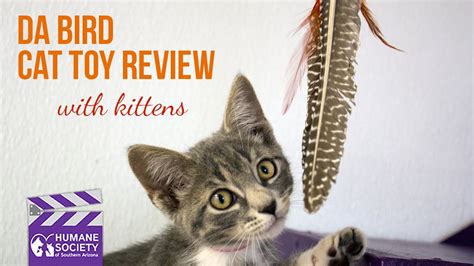 This bestselling cat toy guarantees hours of entertainment for your cat! HSSA Kittens Review Da Bird Cat Toy - YouTube