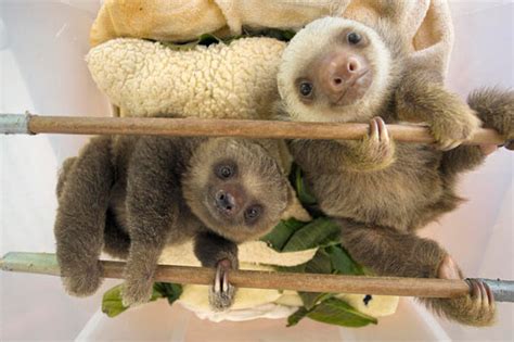 Just A Couple Of Baby Sloths
