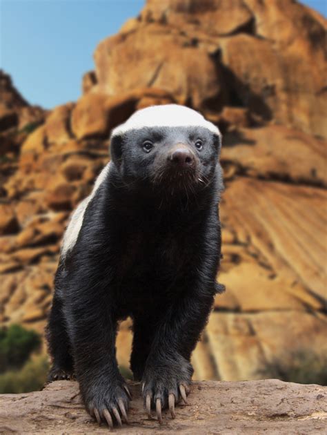 Honey Badger Wallpapers High Quality Download Free