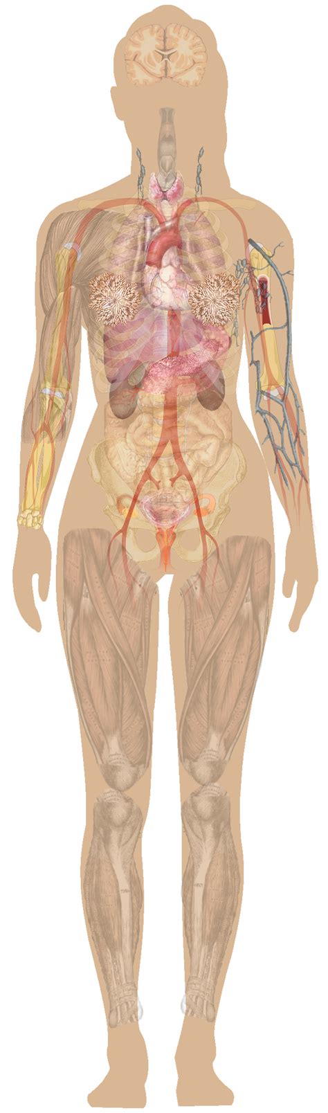 From wikimedia commons, the free media repository. Female Chest Anatomy Diagram Female human anatomy | Health | Pinterest | Human anatomy