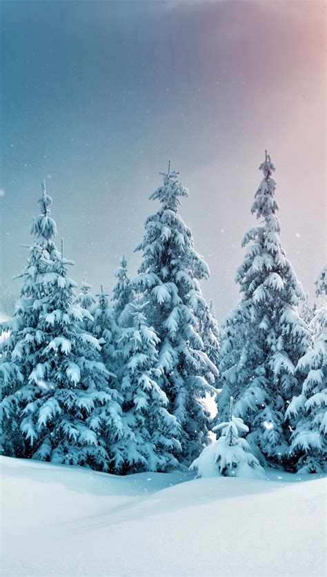 Pinos En Bosque Nevado Fondo De Pantalla 5k Hd Id4312