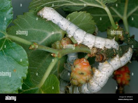 Chinese Silk Moth Bombyx Mori Larva Silkworm On Mulberry Stock Photo