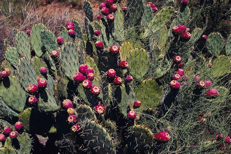 Cacti Of Arizona The Prickly Pear Fill Your Plate Blog
